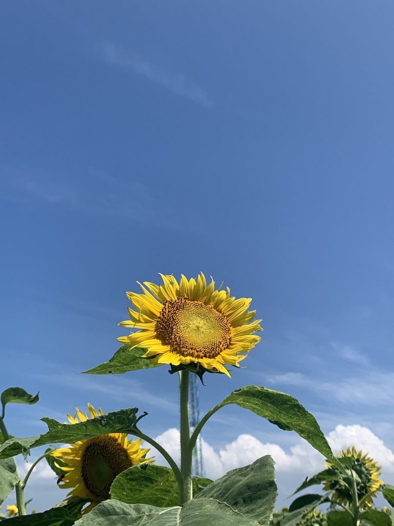 私の太陽