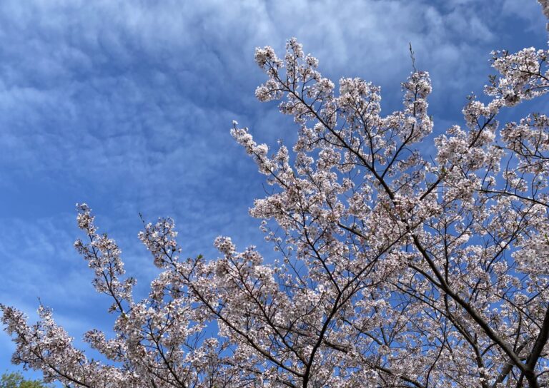 私の元気の源と癒し